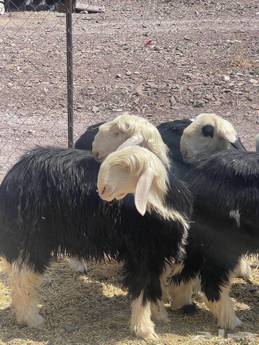 رخال نجد نوادر صنف تمم البيع64504983937921114