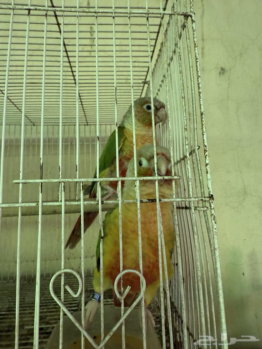 زوج كنيور اناناس منتج بطل انتاج64505412107010113