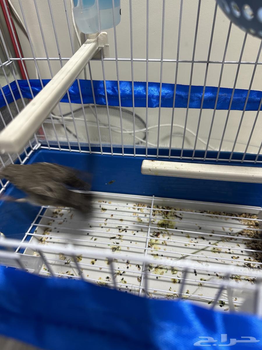 للبيع جوز ياسمين طائفي64507123758082112