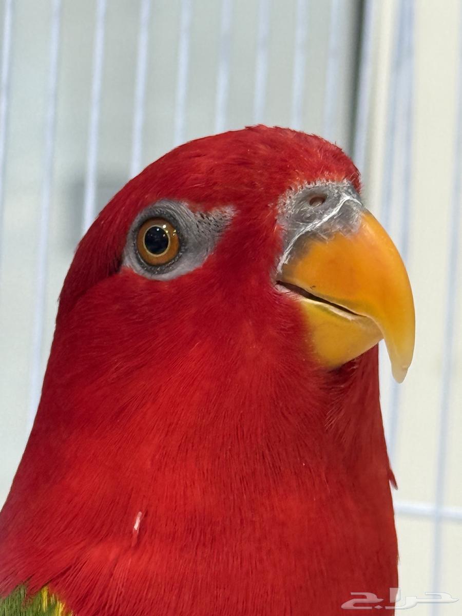 لوري شاترينق تم البيع64507810046209110