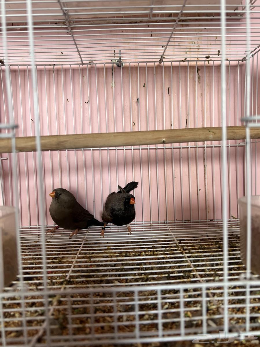 جوز زيبرا شاركول جامبوا64506132394114113