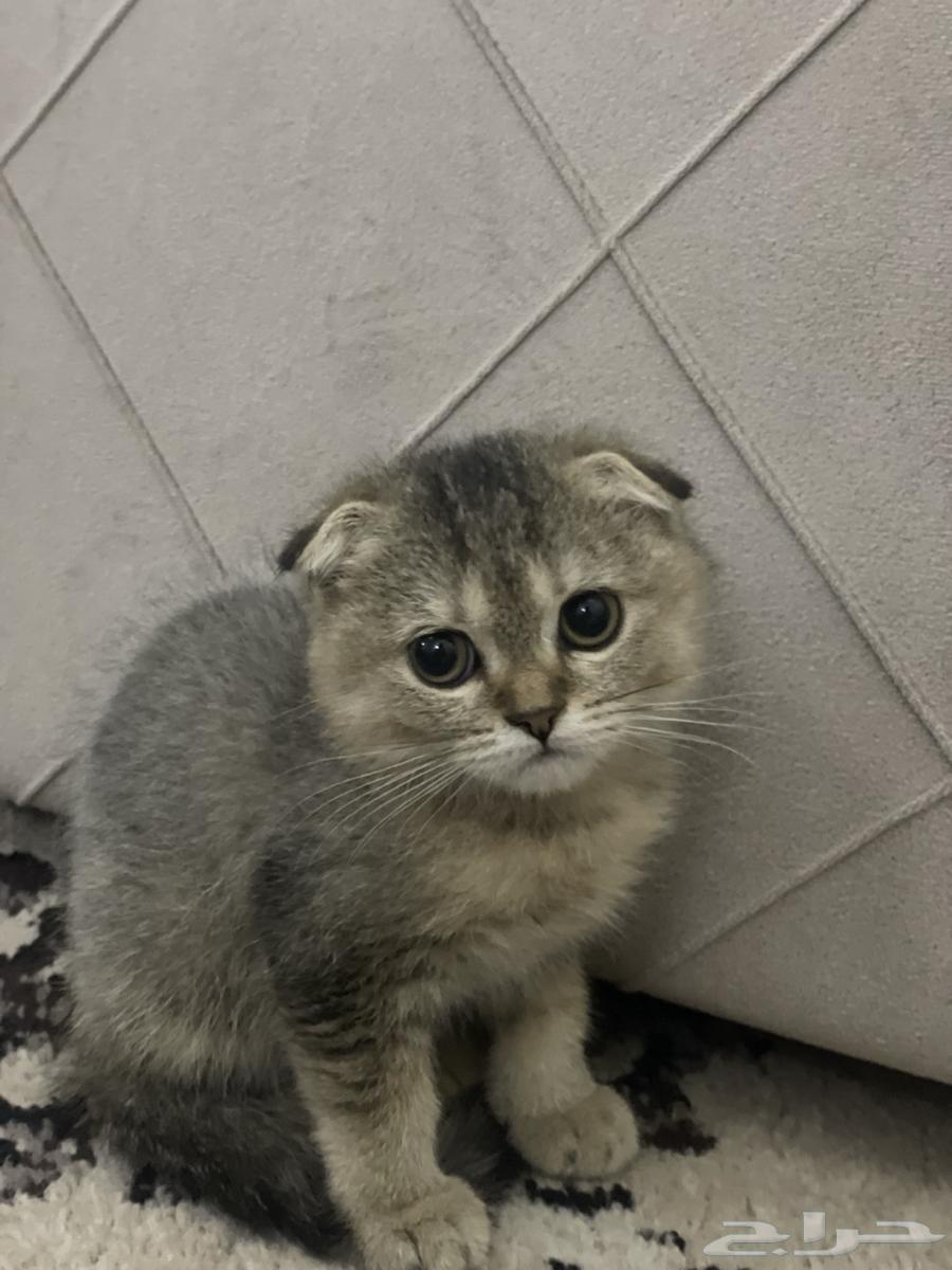 Kutta Squash Triple Fold Tiger64508341346819112