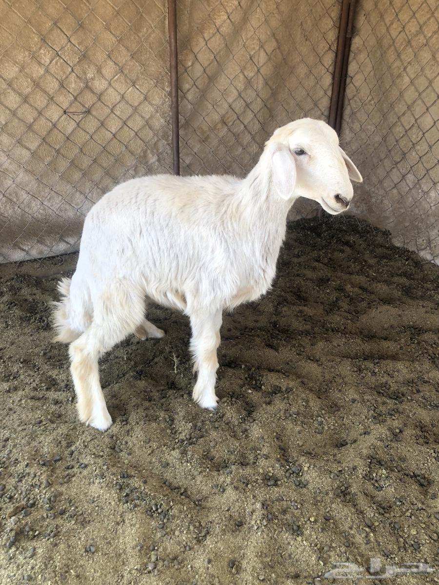 للبيع طلي عمرها من 4 شهور ل 5 شهور .64506048663683112