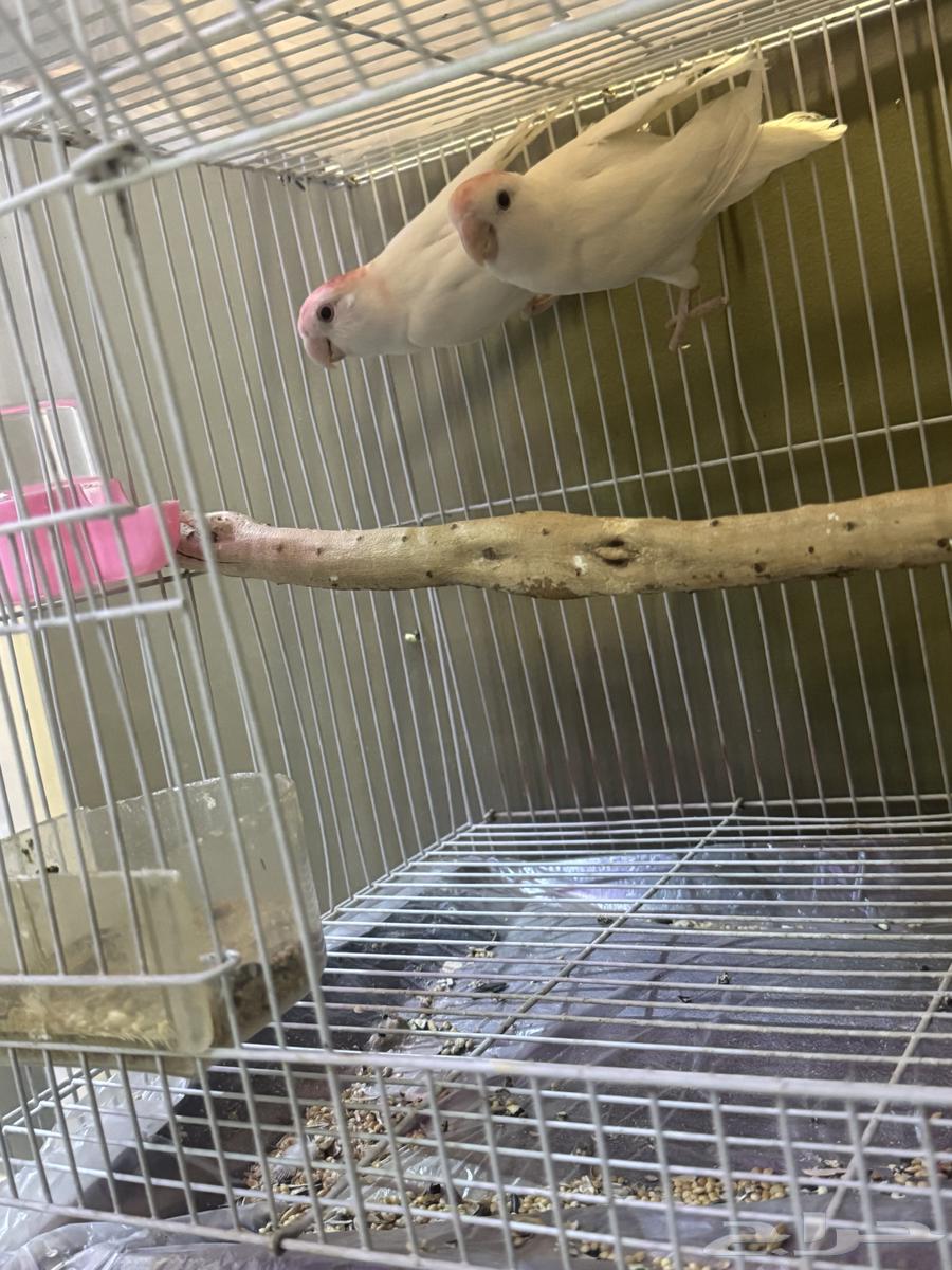 5 فردات روز عيون حمر64509588515715111