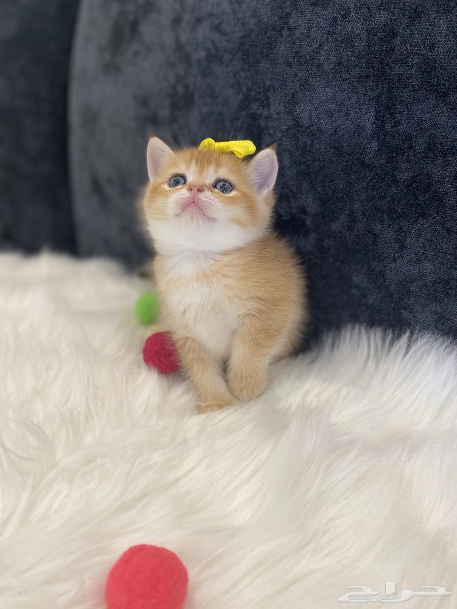 Scotch Gold64509998486019111