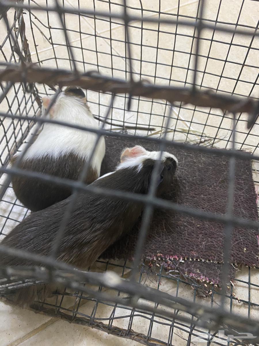 وبري جوز64509729087747111