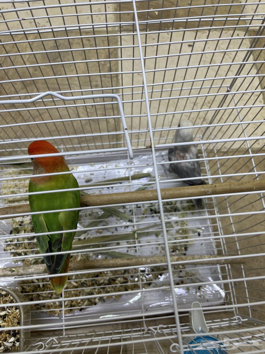 جوز روز64506396763266110