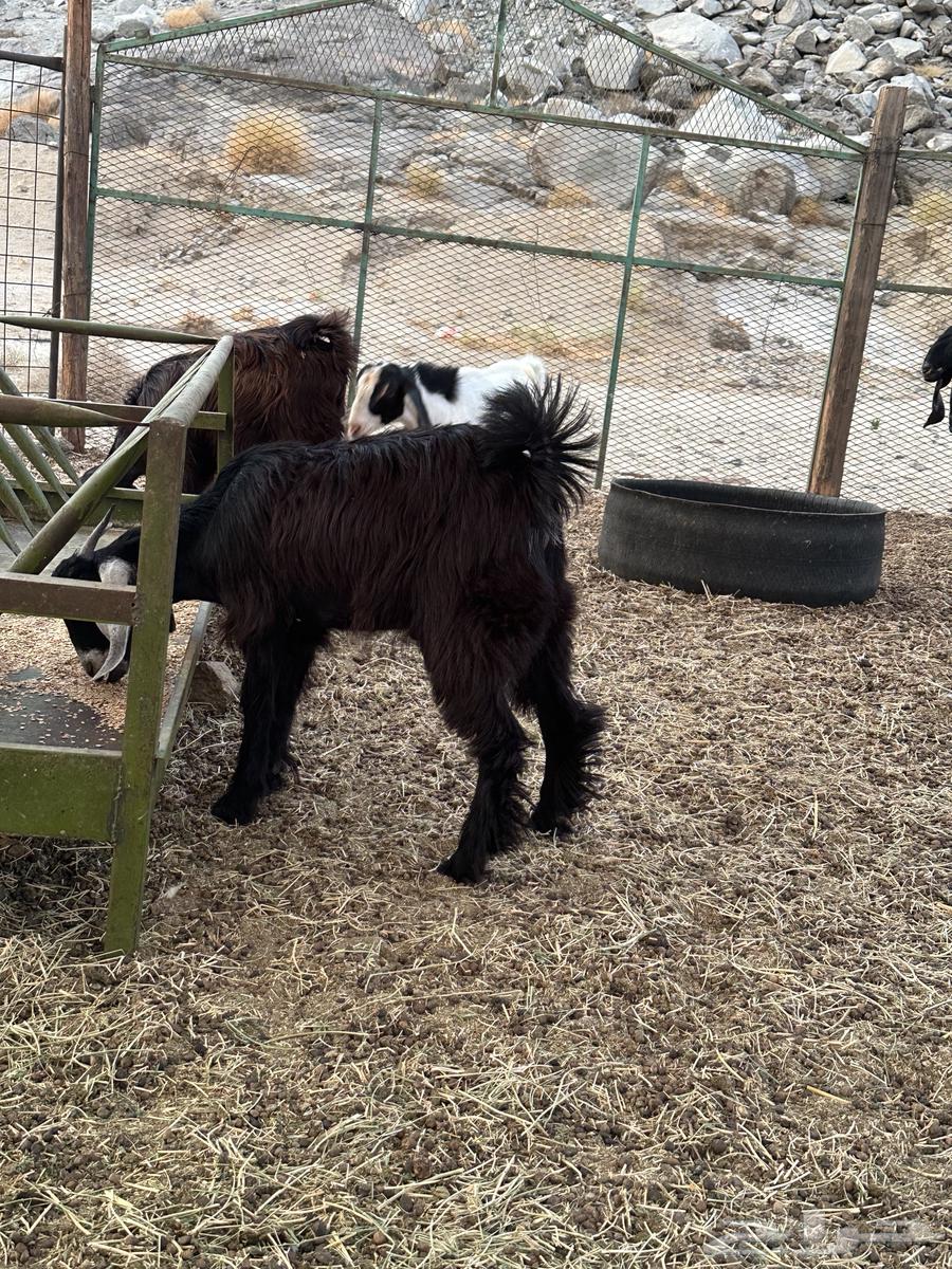 تيس وجفرتين للبيع النوارية64467369499522110