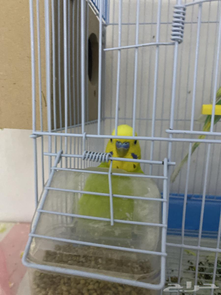 عصفور بادجي 2 لبيع السعر 100 مع القفص 120 والاكل64508621328130110