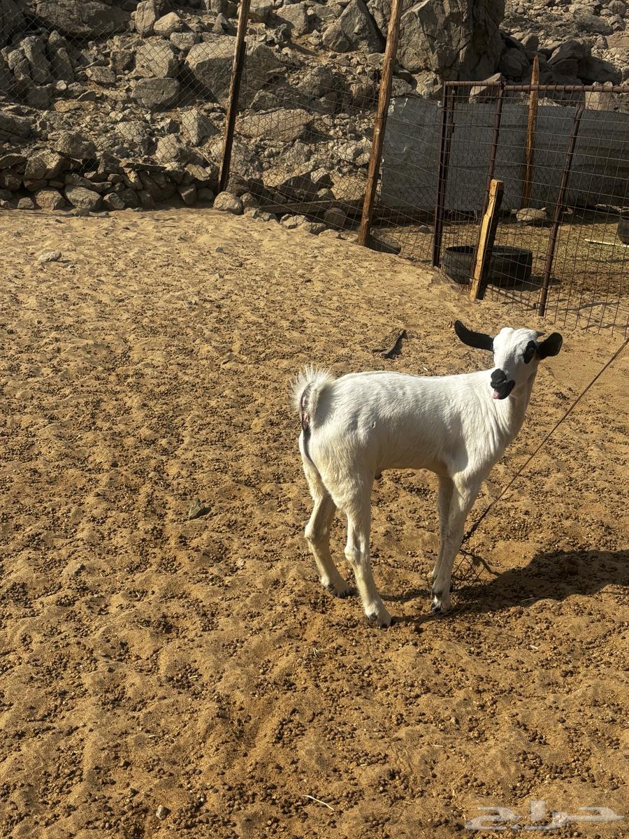 الشميسي طريق الخواجات64505190069377110