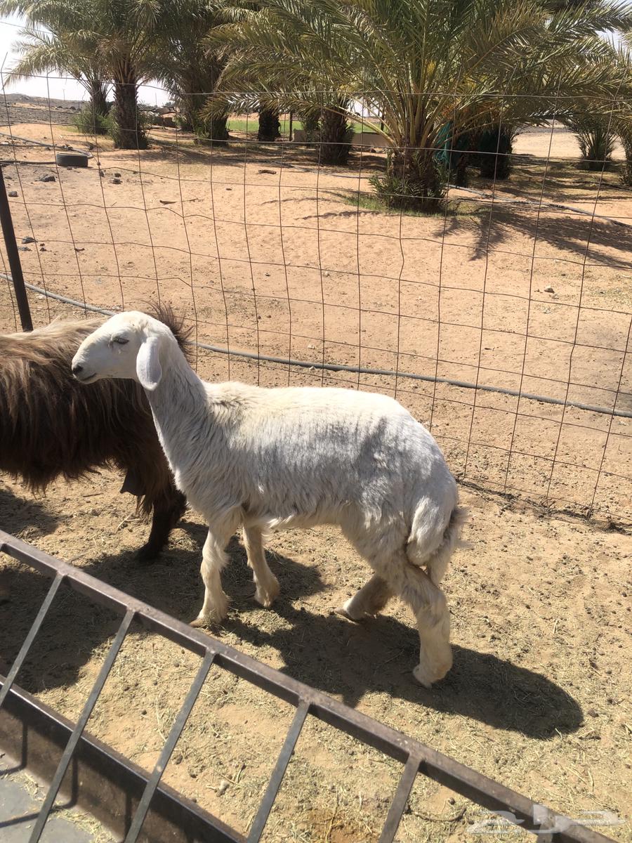 للبيع طلي عمرها من 4 شهور ل 5 شهور .64506048663683114