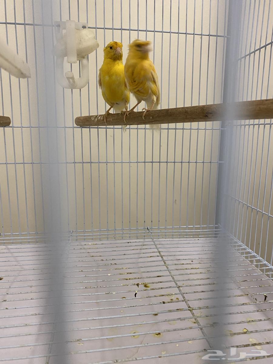 طيور كناري وجوز دره وذكر دره64508943691265113