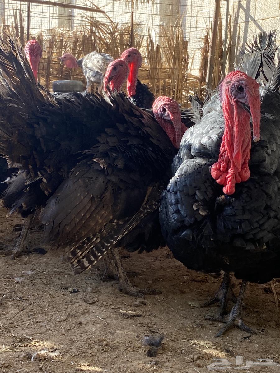 Turkeys available for slaughter64505674743811111