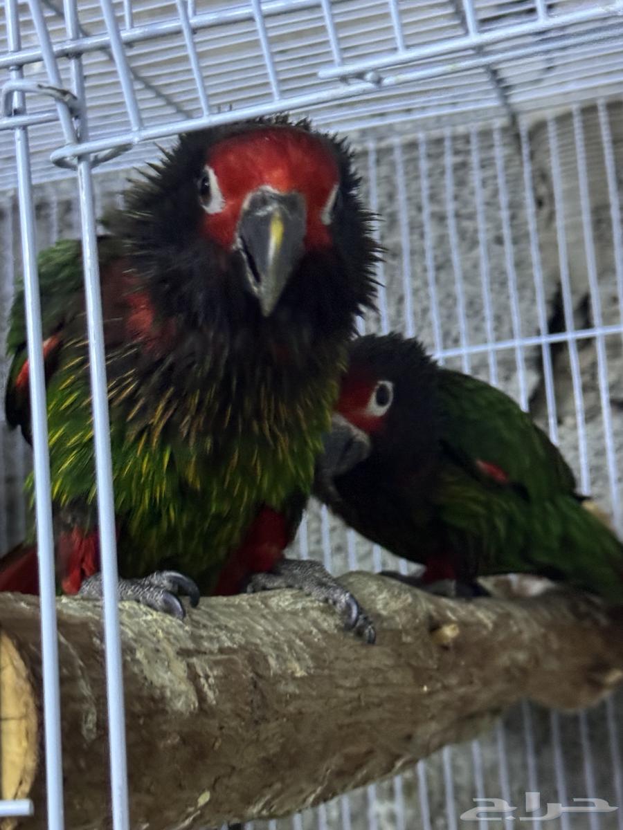 زوج لوري يلو ستريك ((للأهل الانتاج))64507598898434111