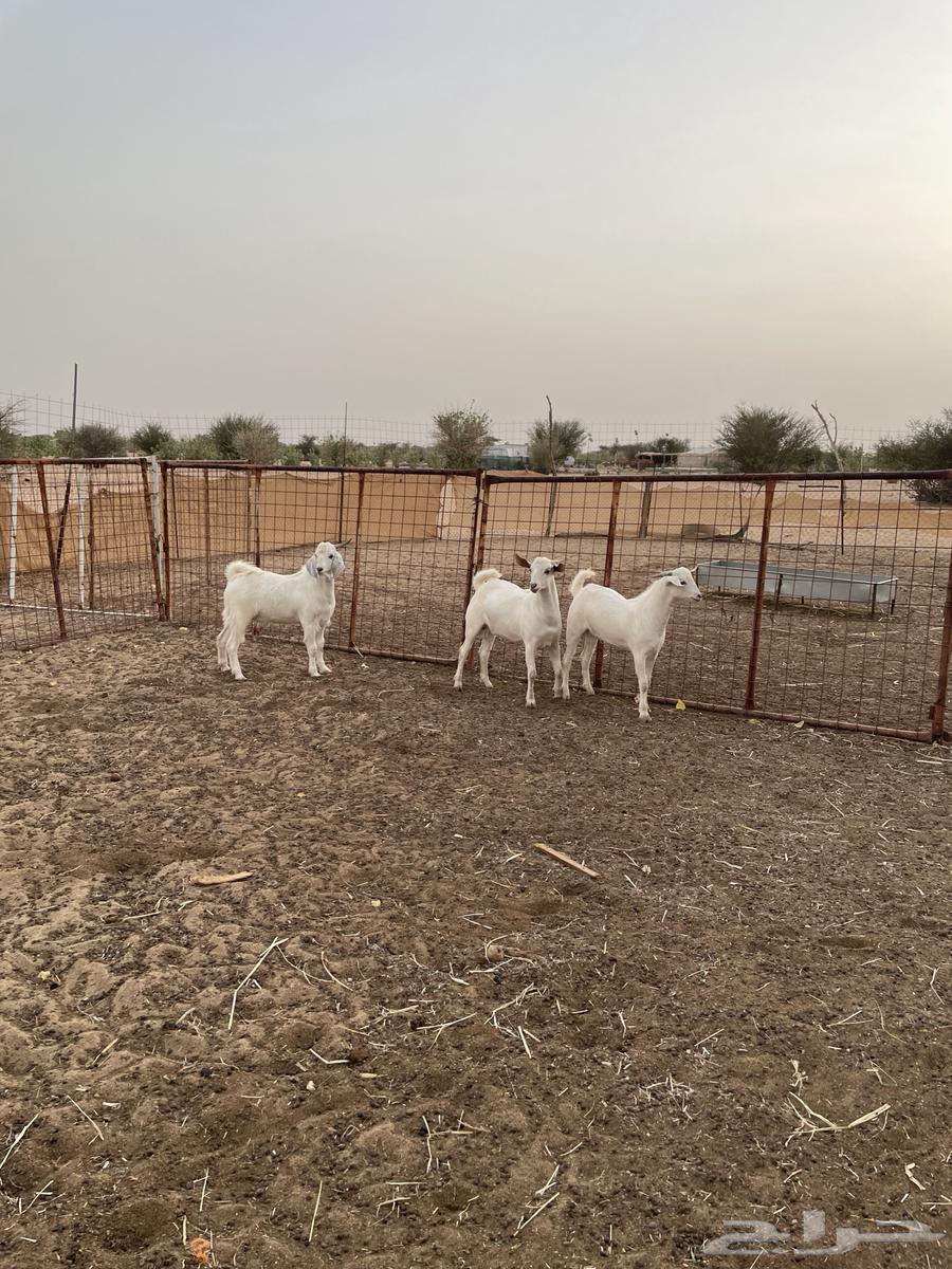 Tios Jadh'an Mkhasi64508985560963112