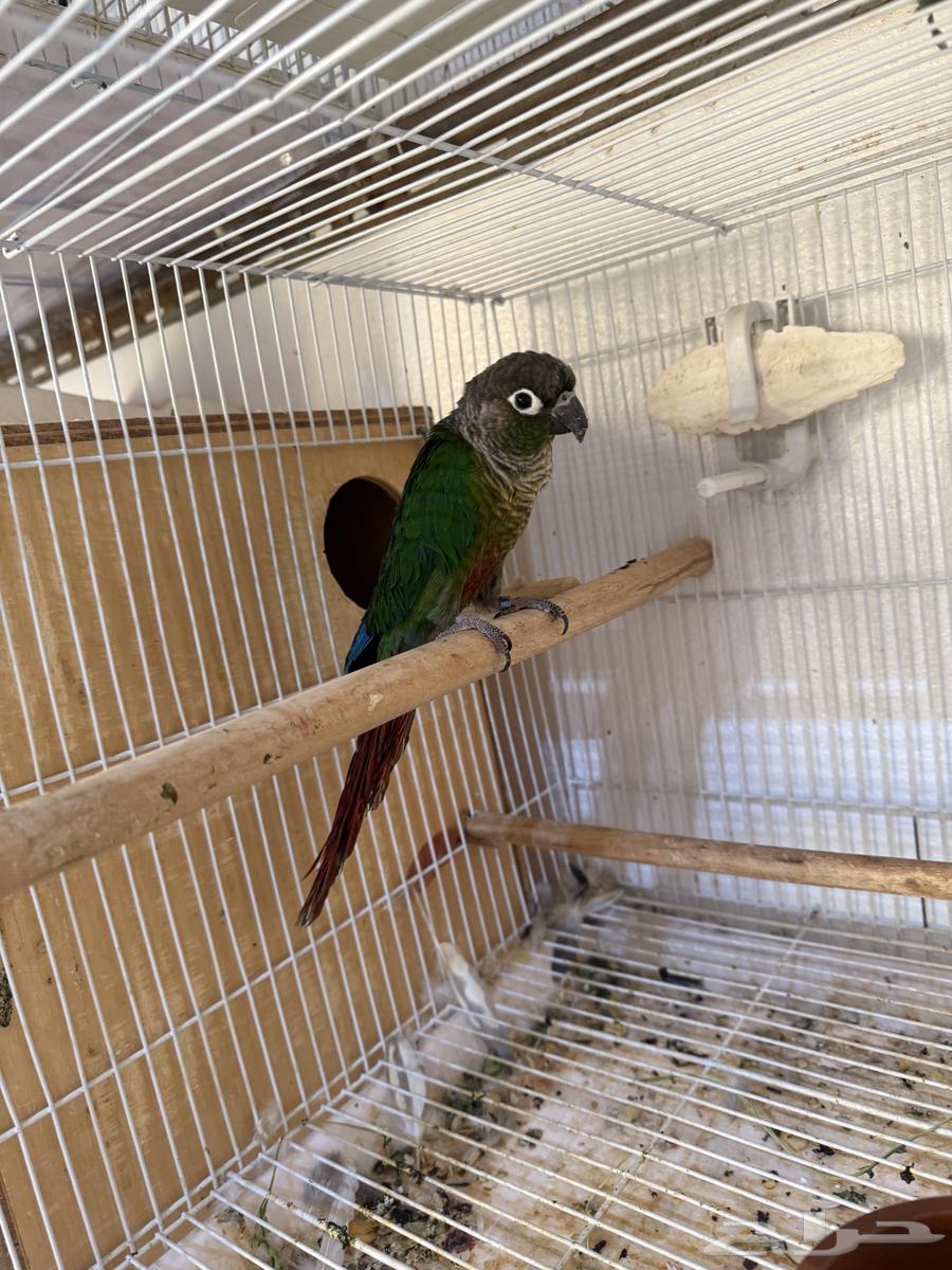 للبيع ذكر كنيور منتج64505564261123113