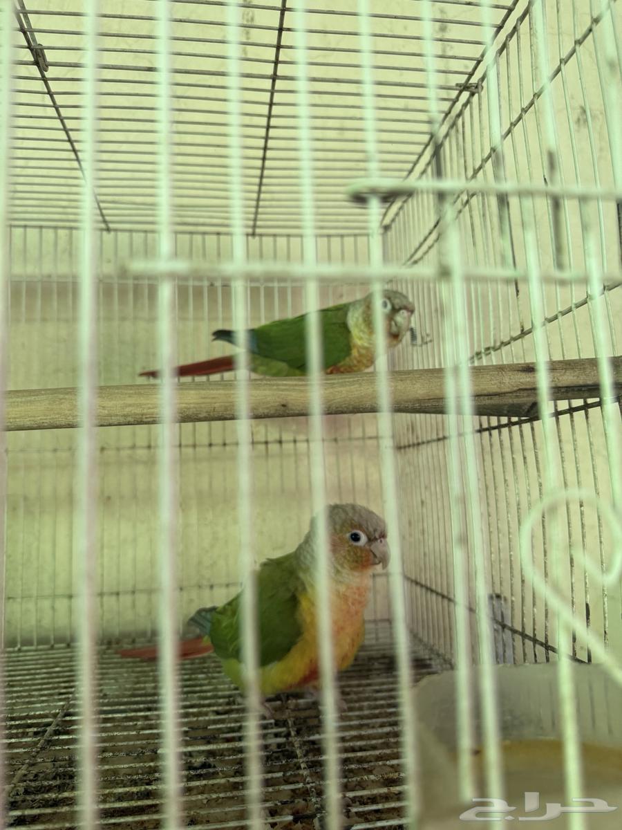 زوج كنيور اناناس منتج بطل انتاج64505412107010114