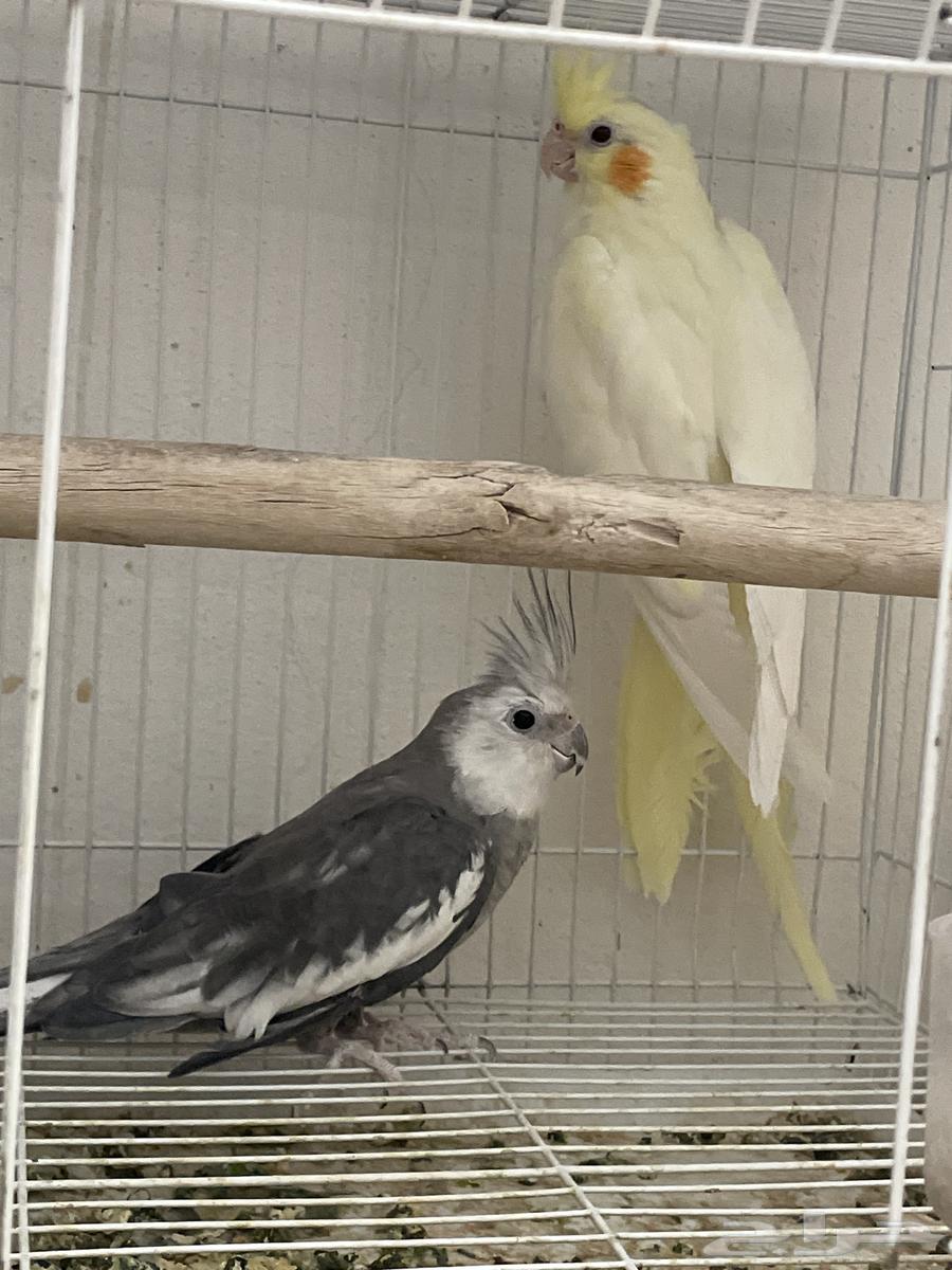 جوز كروان انتاج وجوز باجي64505660444418112