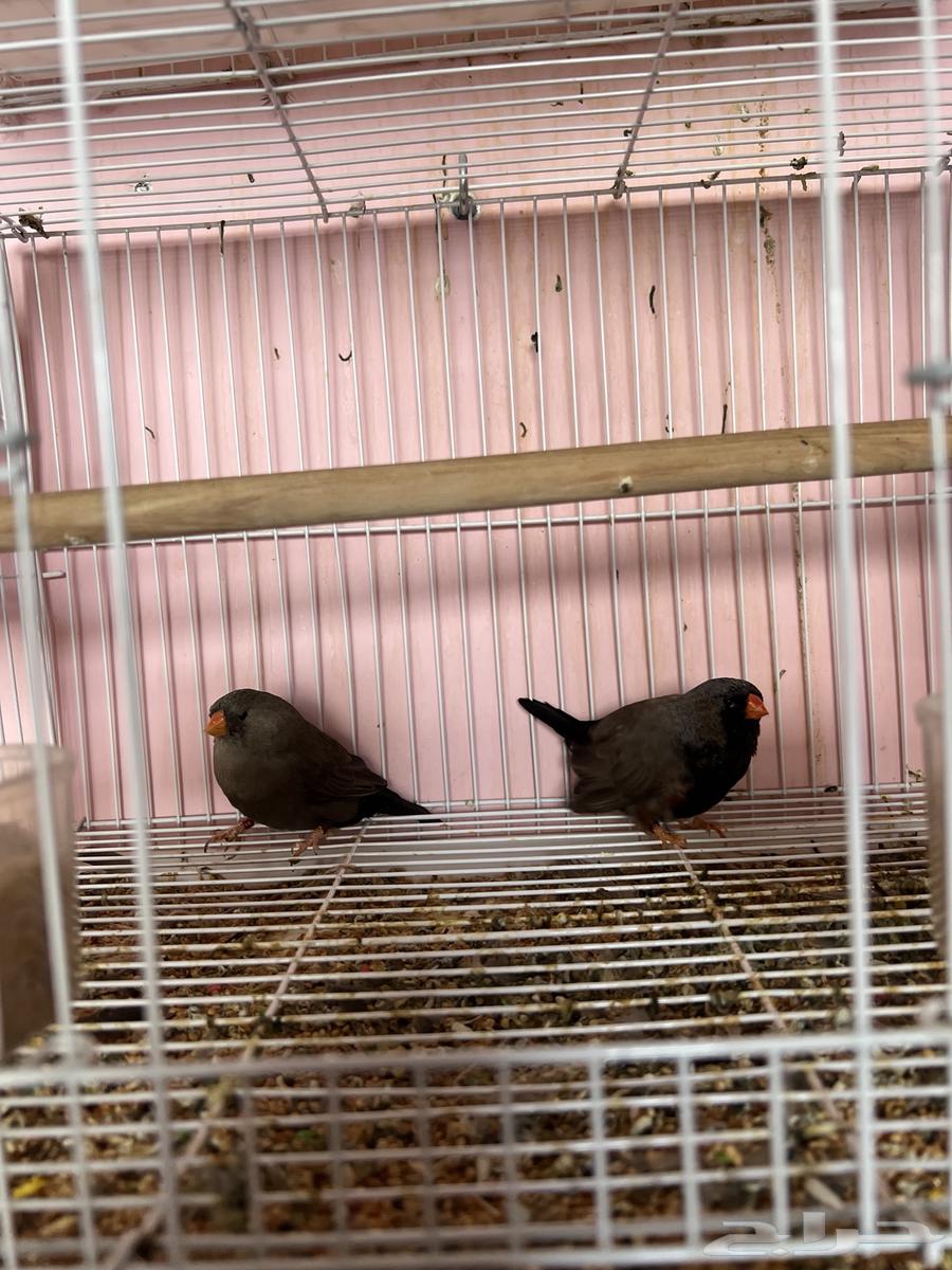 جوز زيبرا شاركول جامبوا64506132394114112