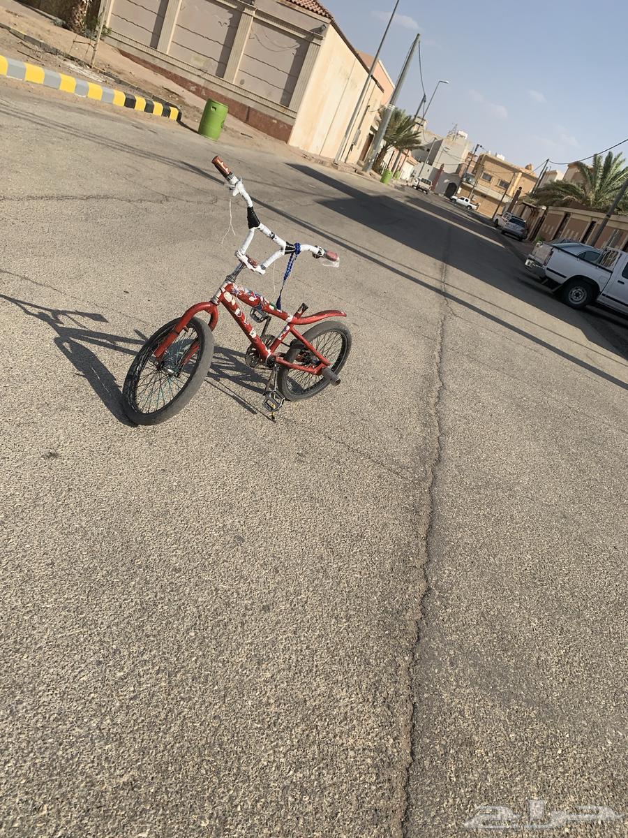 كوبرا احمر للبيع64506605740674114