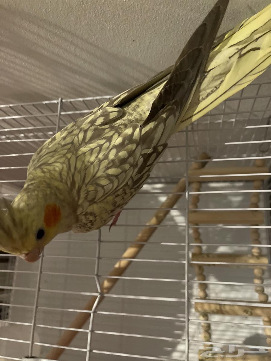 كروان اليف فيه خوف شوي64507963499395111