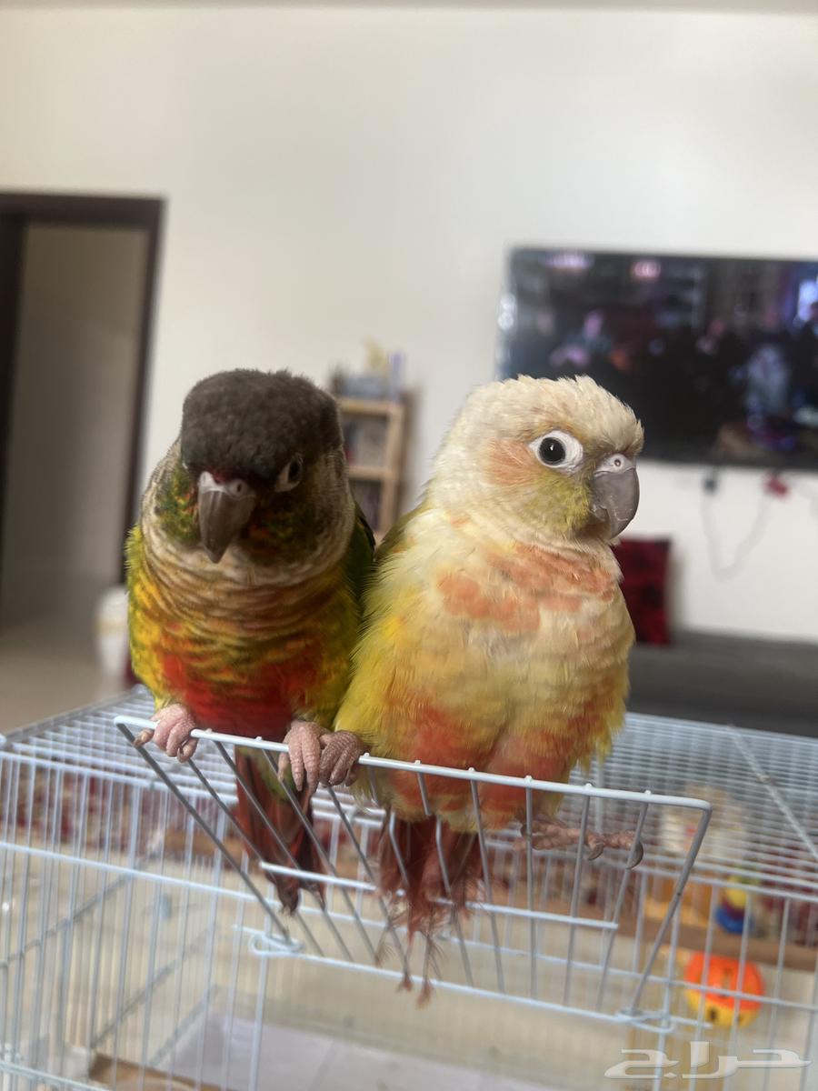 2 جوز ببغاء كونيور اليفه جدااا وترقص64505903107714112