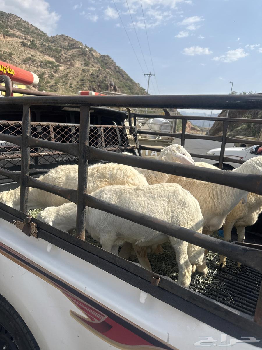 Sheep64506364489602112