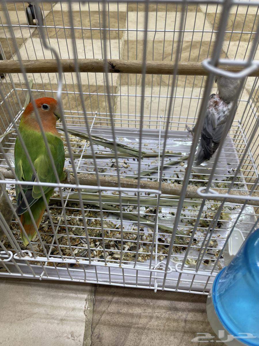 جوز روز64506396763266111