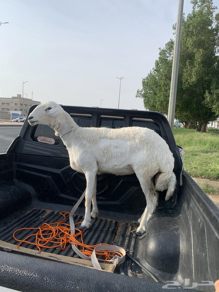 Excellent date palm64507109807617111