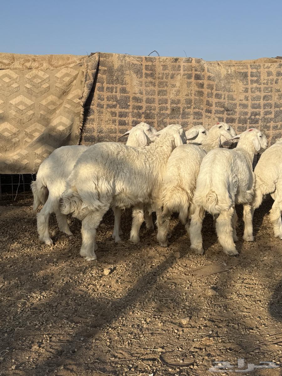 للبيع بهم حريات طيب ومغلق شحم64509222193153110