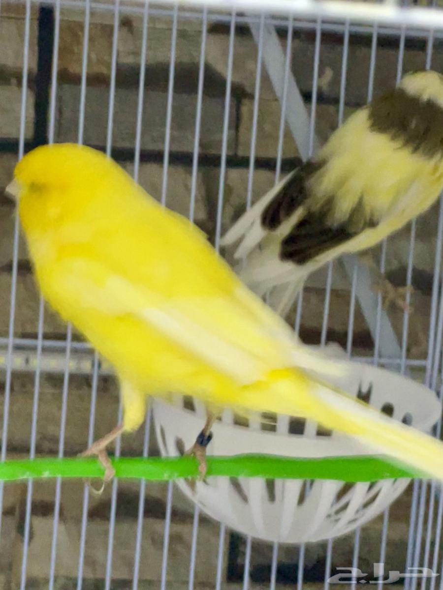 زوج كناري يورك شاير تم البيع64510012884993111