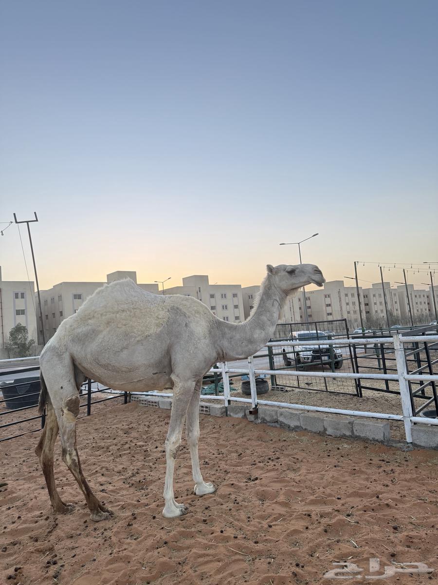 ناقه ضروبه عشرا منتج معزوله بنتها منها توها شاق64507220986499111