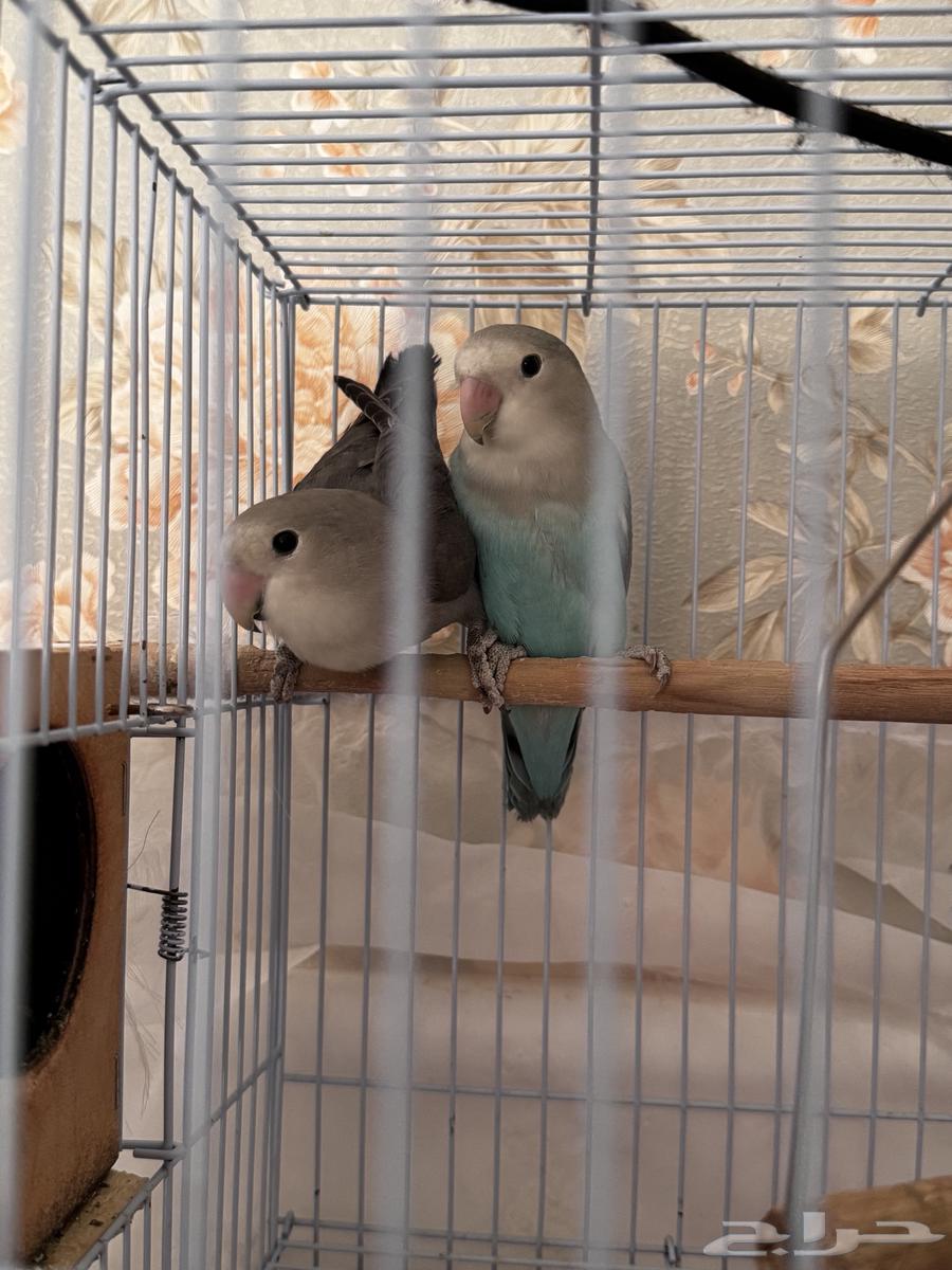 فروخ للبيع64503199831553111