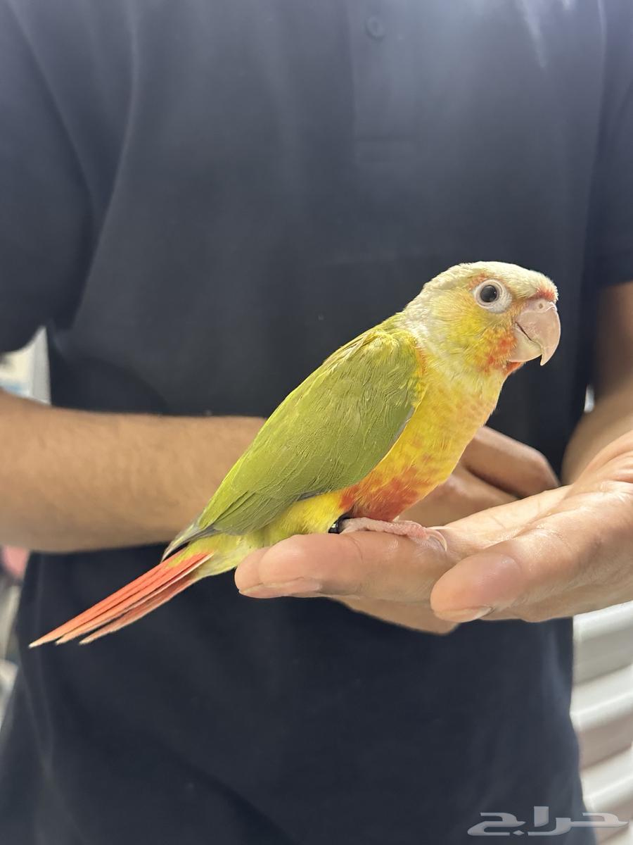 للبيع كنيور اناناس نهاية غر اليف64510591293443110