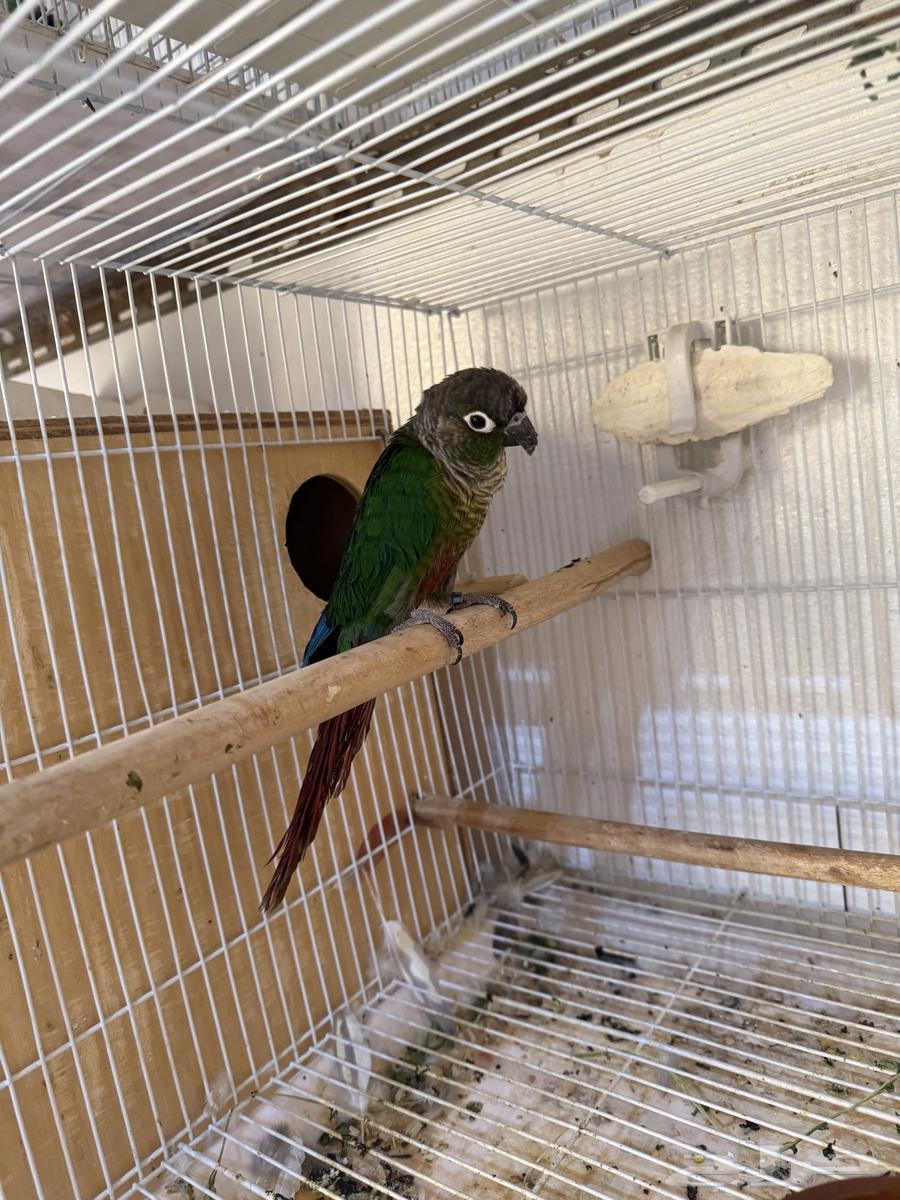 للبيع ذكر كنيور منتج64505564261123112