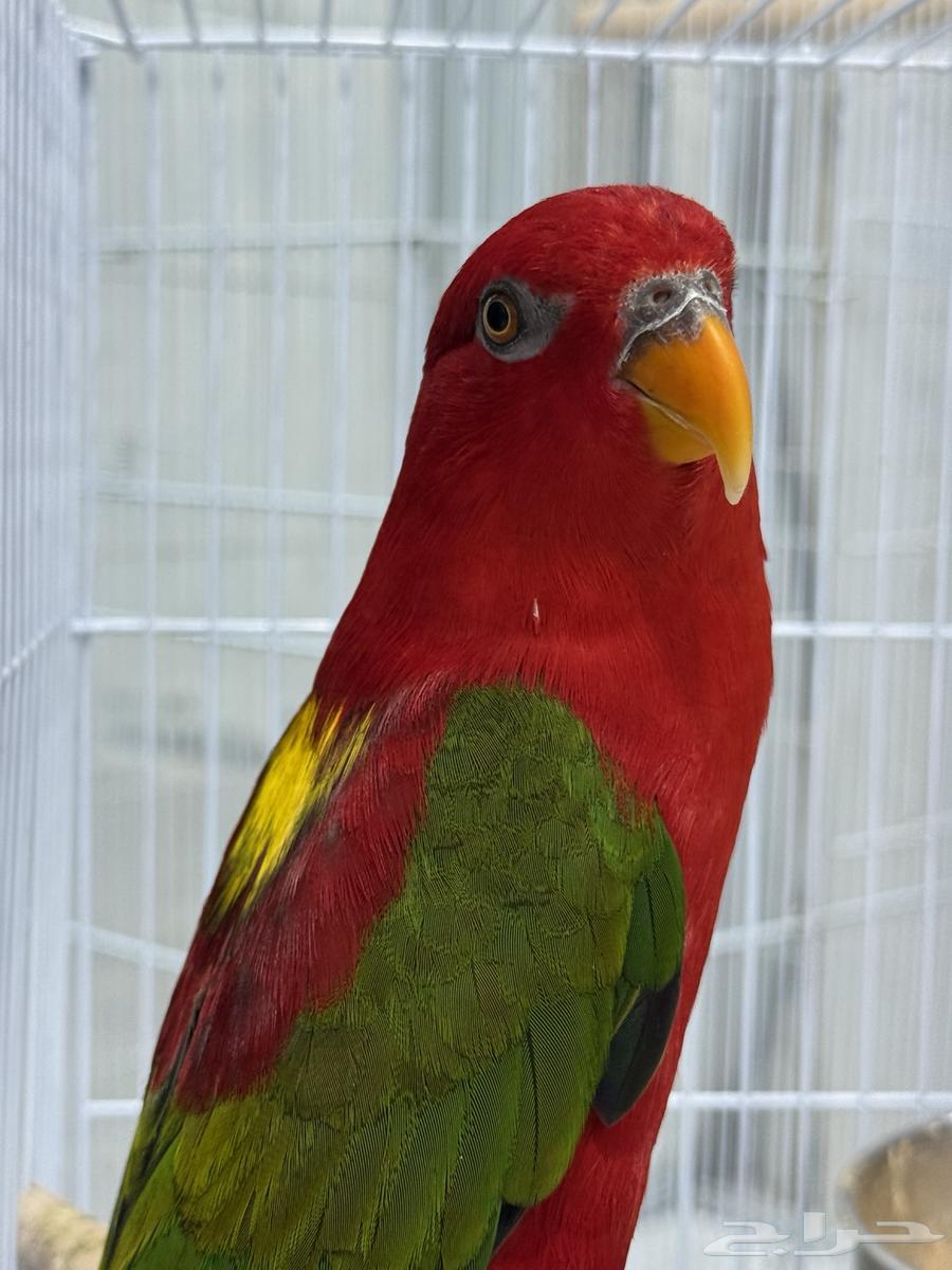 لوري شاترينق تم البيع64507810046209111