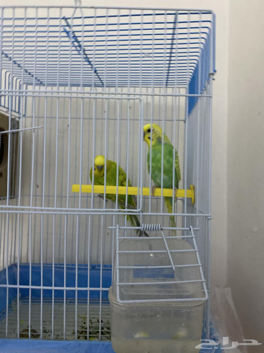 عصفور بادجي 2 لبيع السعر 100 مع القفص 120 والاكل64508621328130112