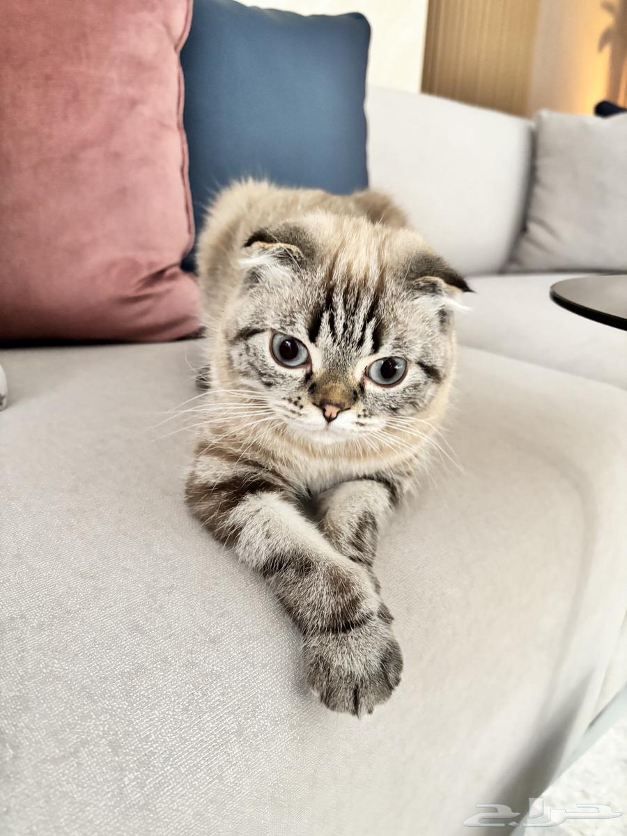 قطط للبيع64504037224705113