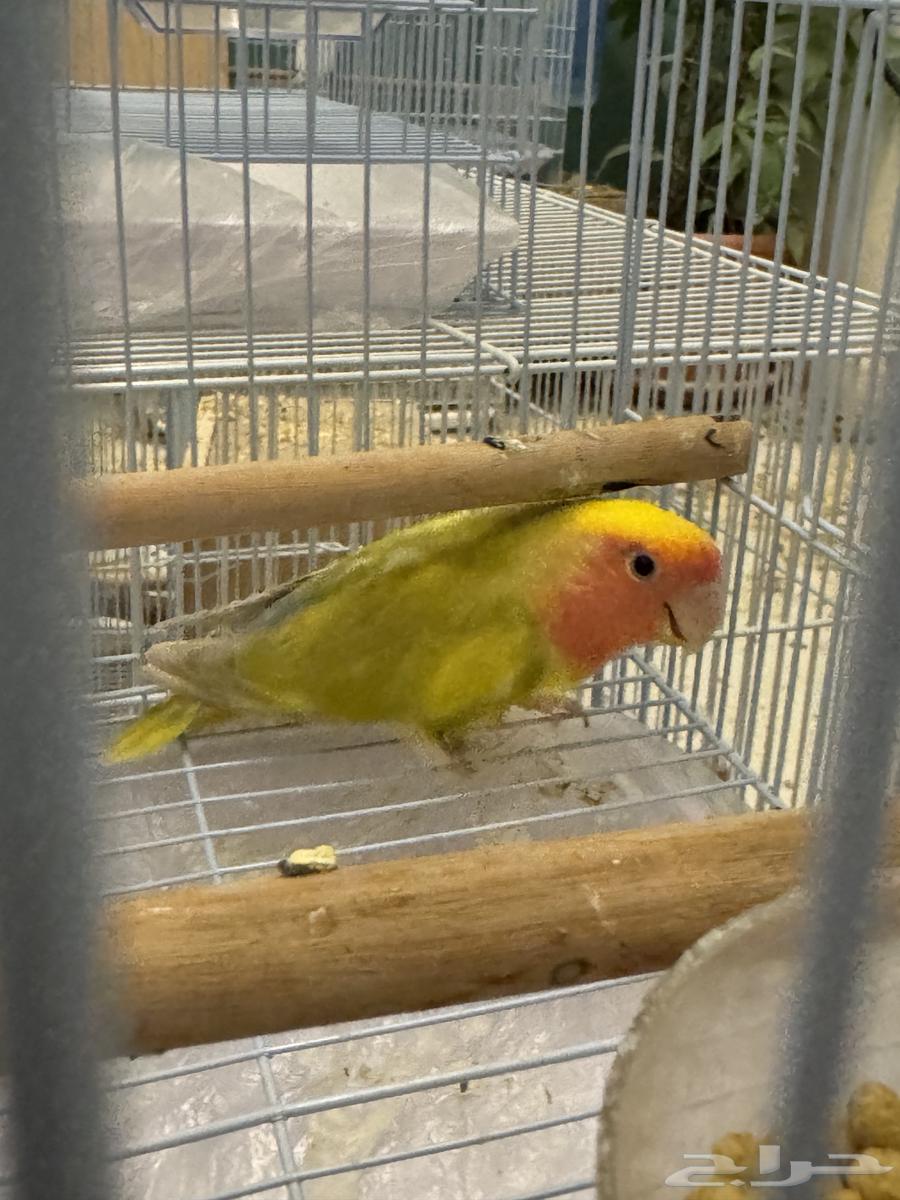 تم البيع64509969966978111