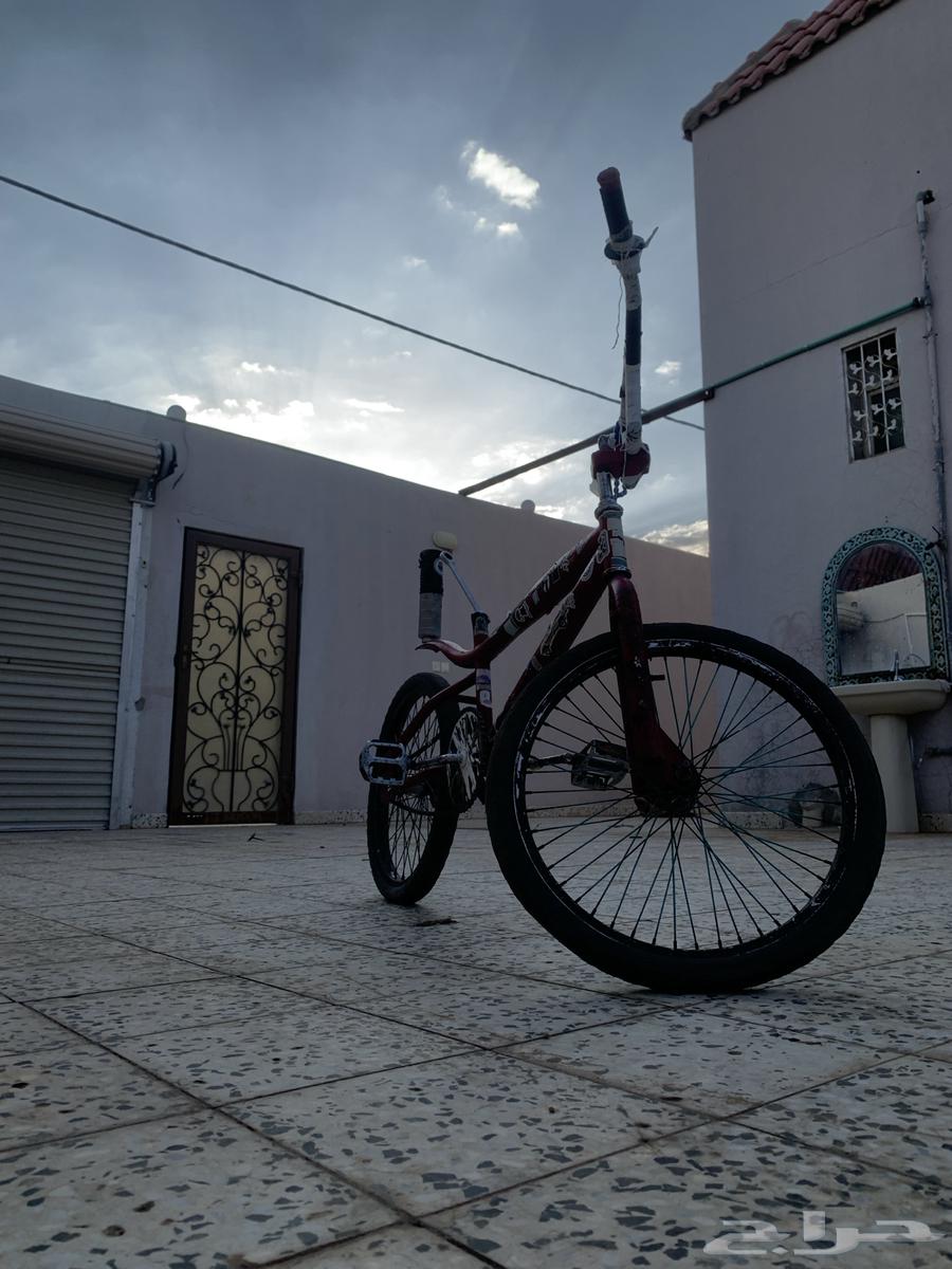 كوبرا احمر للبيع64506605740674110