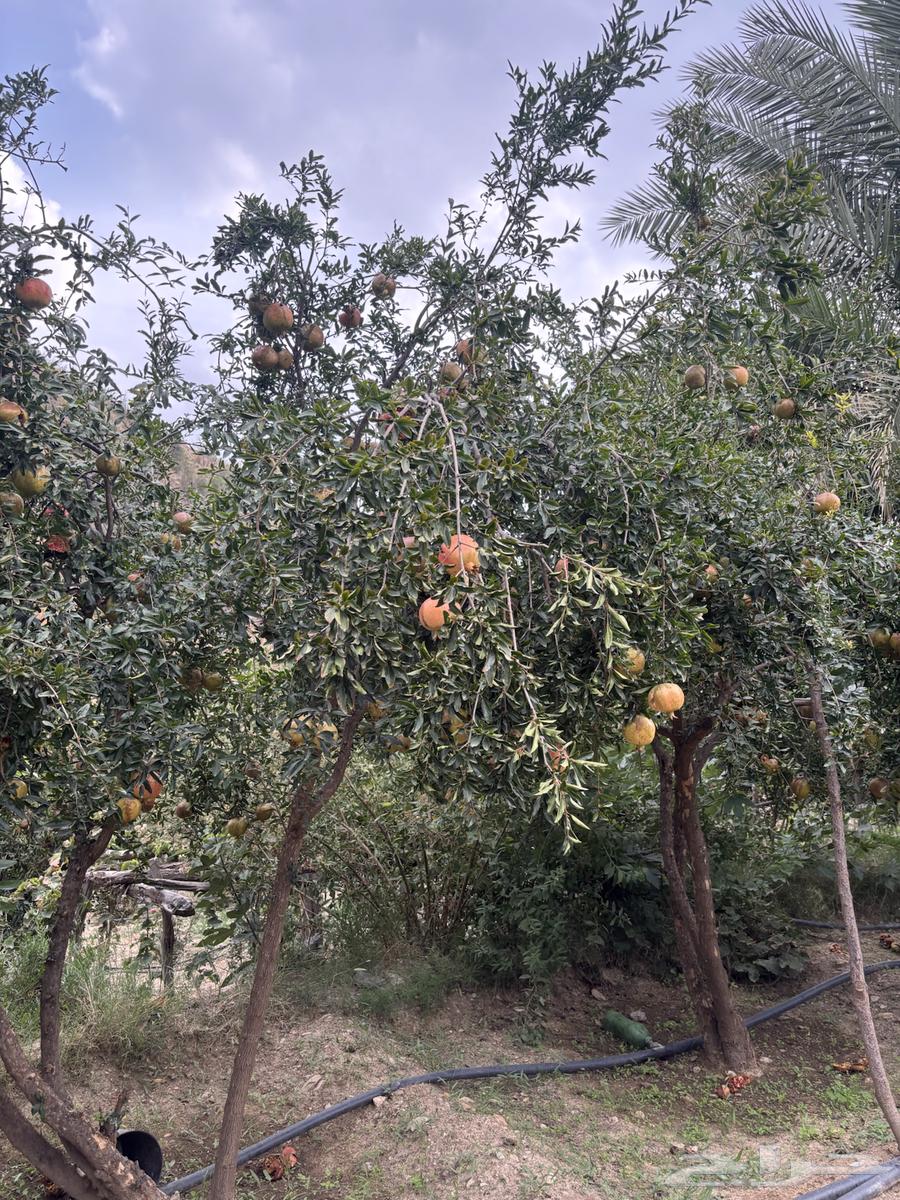 رمان طبيعي64556084863363112