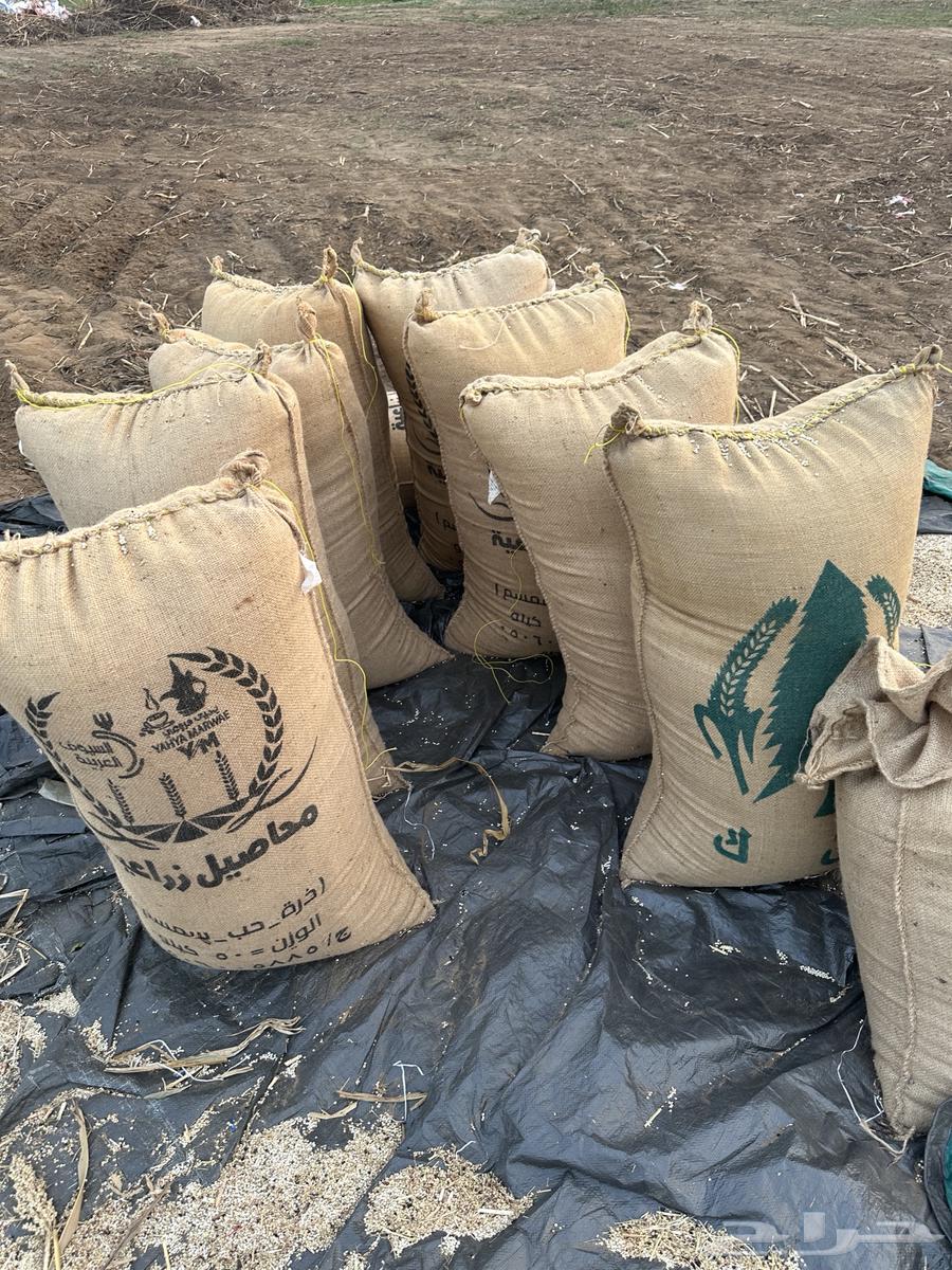 حب ابيض64508915611395113