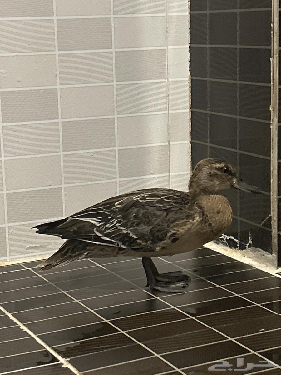 Migratory summer duck for sale, location Yanbu64505025297537110