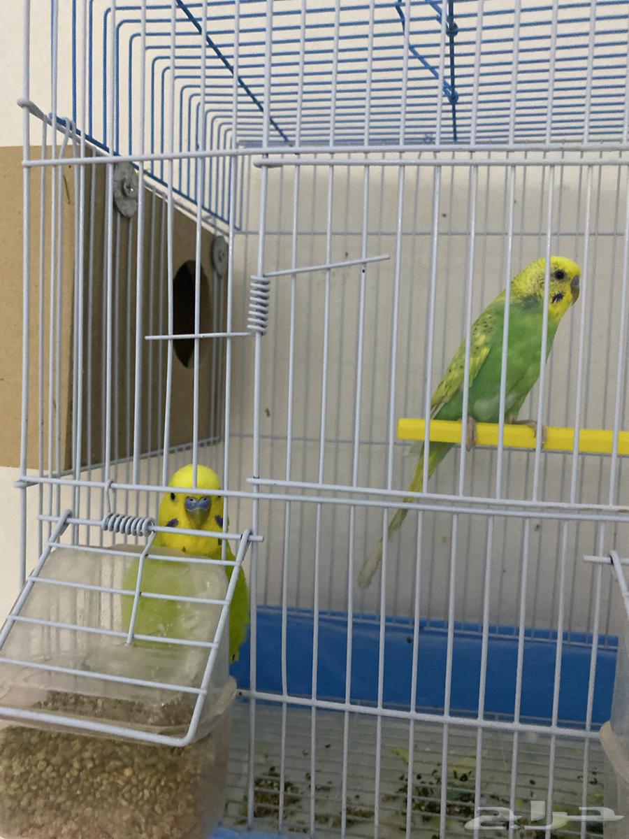 عصفور بادجي 2 لبيع السعر 100 مع القفص 120 والاكل64508621328130111