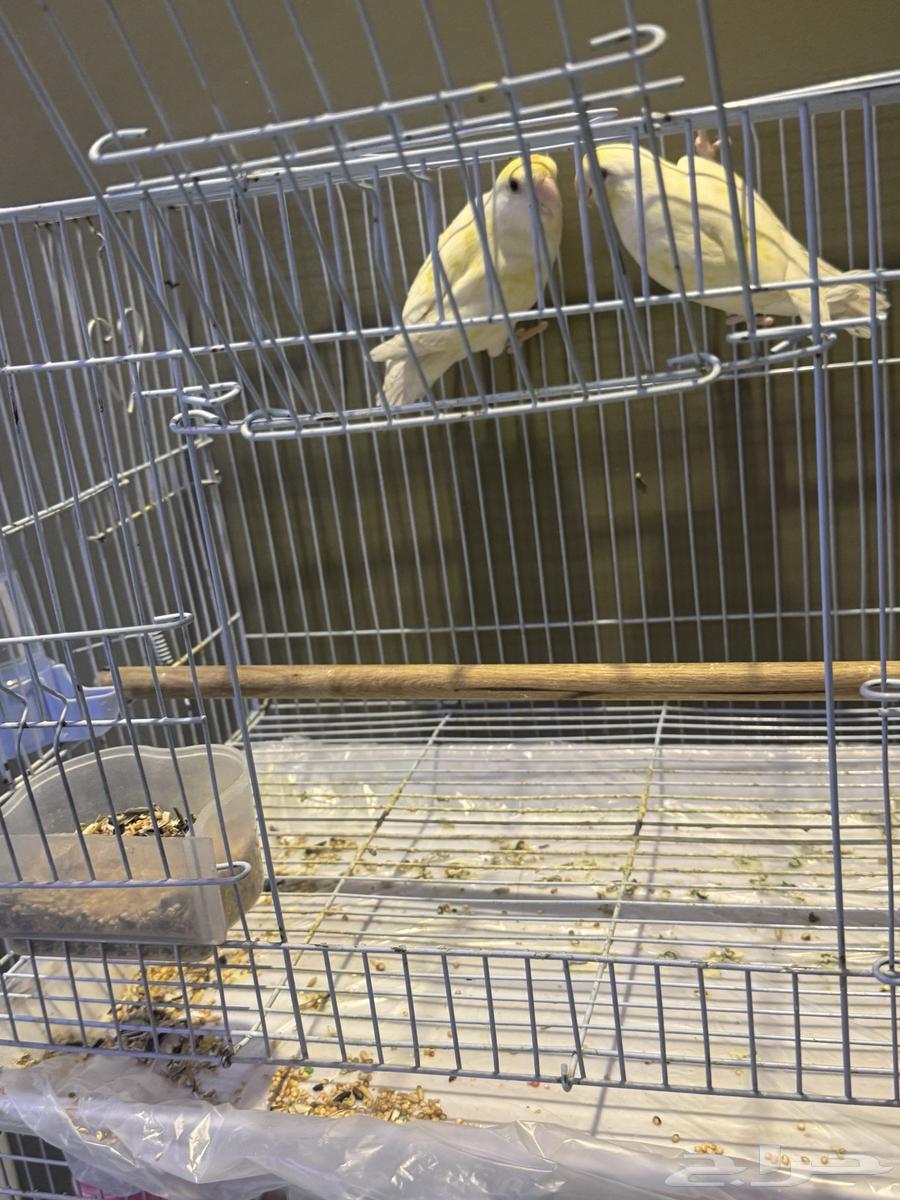 5 فردات روز عيون حمر64509588515715114