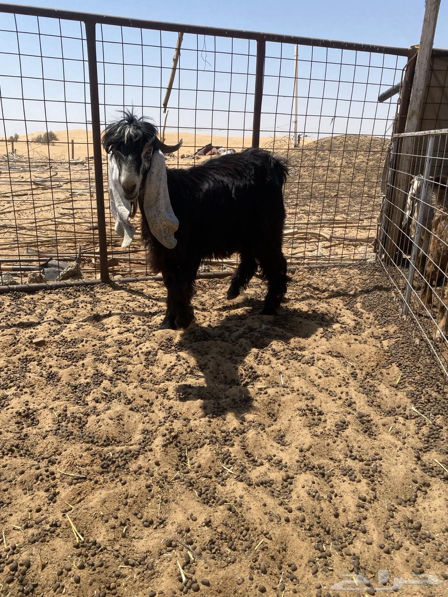 للبيع عدد 2 تيوس فحول جدعان عوارض شرط القريع64510563603457110