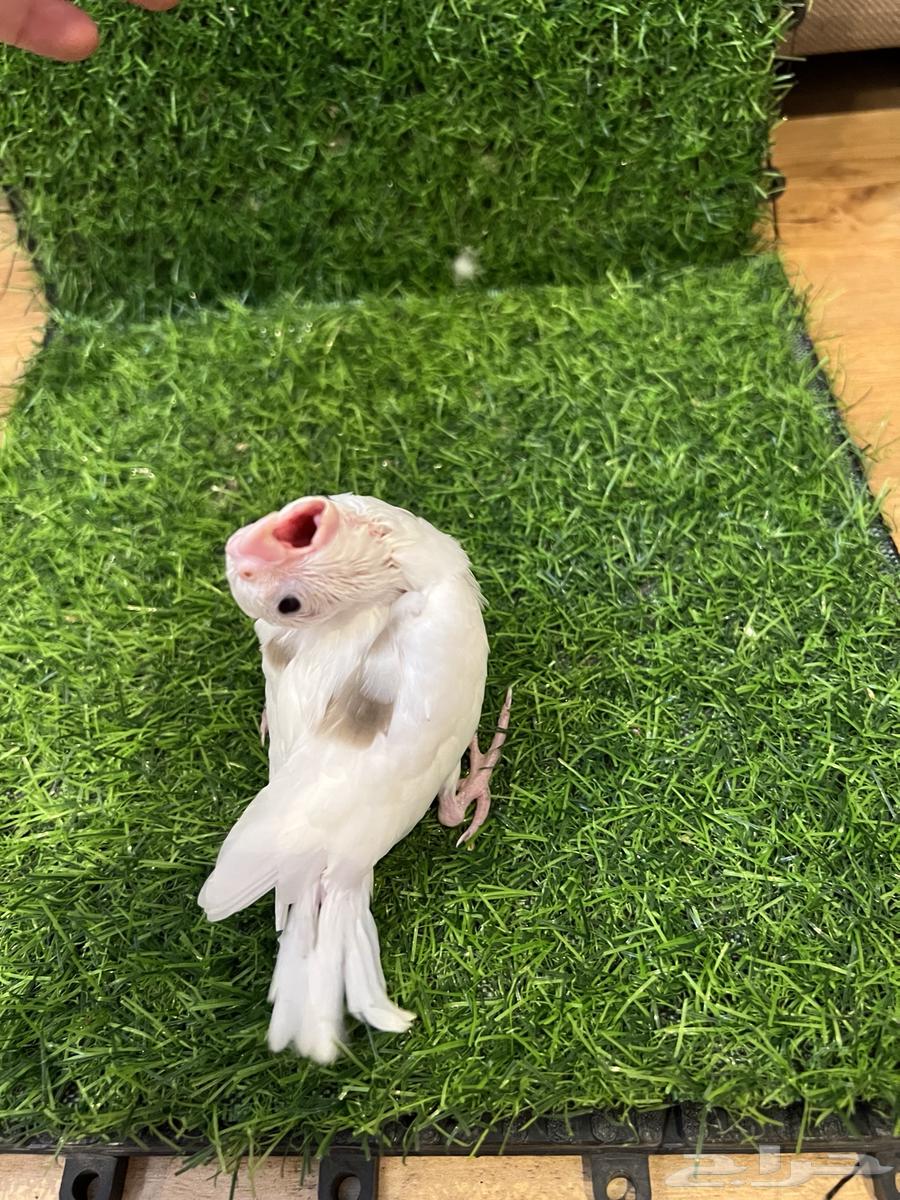 Farkh Crowan Basma Nawader (Sold)64503104463490110