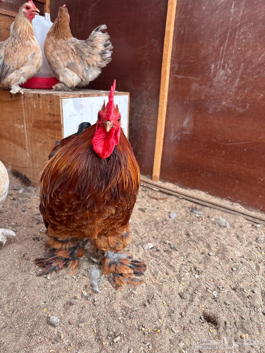 كوشن قزم فاخر تم البيع64509124049154114