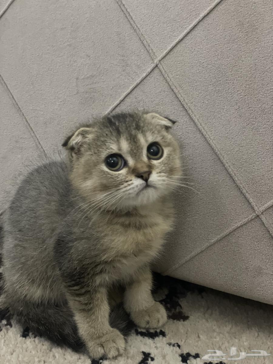 Kutta Squash Triple Fold Tiger64508341346819111