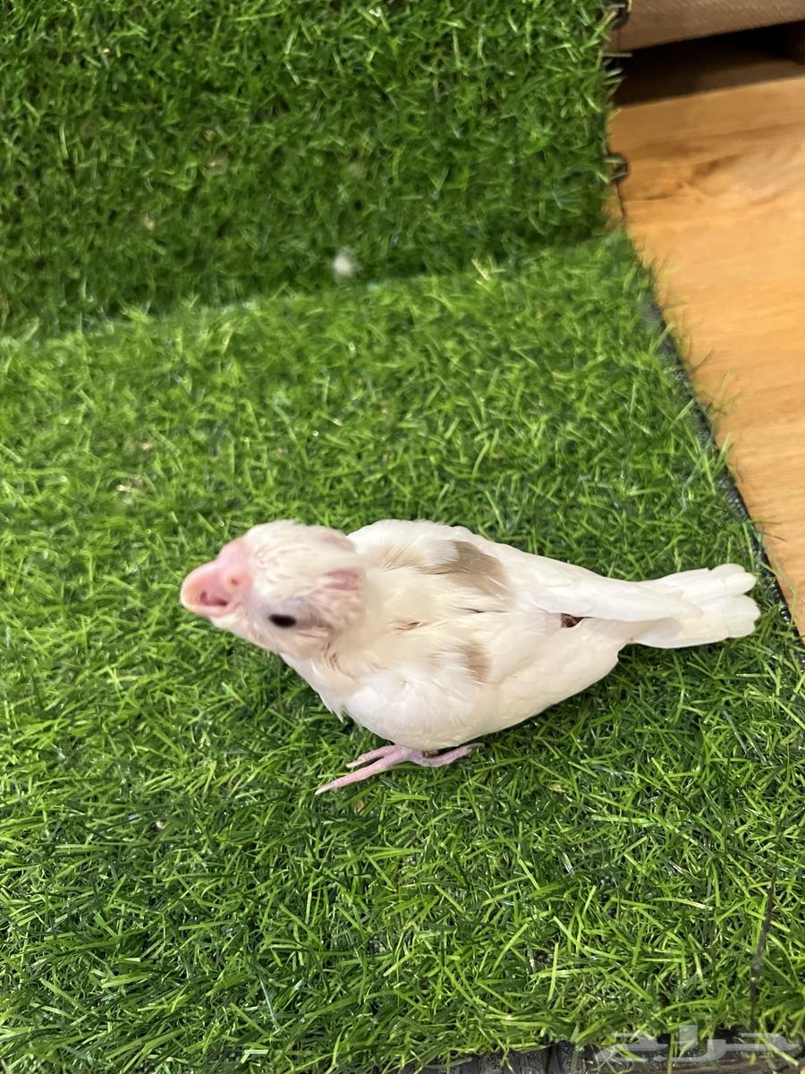 Farkh Crowan Basma Nawader (Sold)64503104463490112